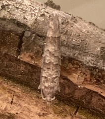 Retinia gemistrigulana