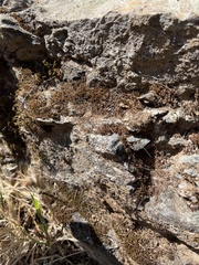 Selaginella watsonii