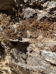 Selaginella watsonii