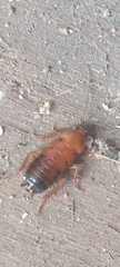 Parcoblatta virginica