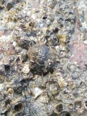 Acanthochitona fascicularis