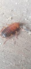 Parcoblatta virginica