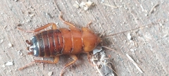 Parcoblatta virginica