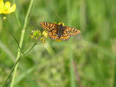 Euphydryas aurinia