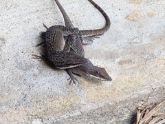 Anolis carolinensis