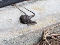 Anolis carolinensis