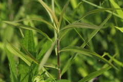 Euthamia graminifolia nuttallii
