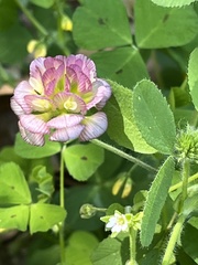 Trifolium grandiflorum