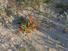 Orobanche litorea