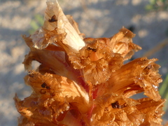Orobanche litorea