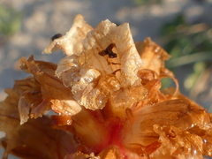 Orobanche litorea