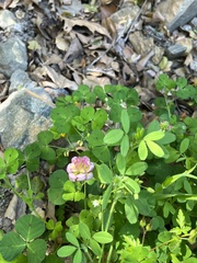 Trifolium grandiflorum