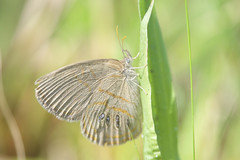 Neonympha areolatus