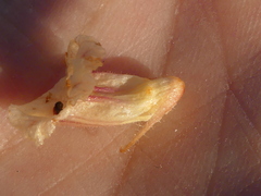 Orobanche litorea