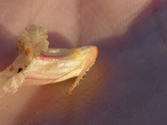 Orobanche litorea