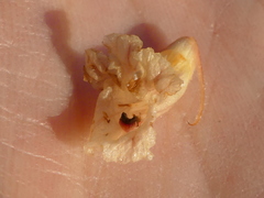 Orobanche litorea