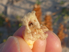 Orobanche litorea