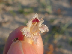 Orobanche litorea