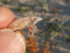 Orobanche litorea