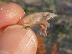 Orobanche litorea