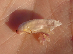 Orobanche litorea