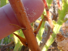Orobanche litorea