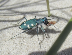 Cicindela maritima