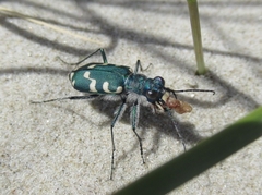Cicindela maritima