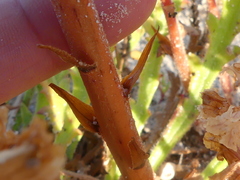 Orobanche litorea