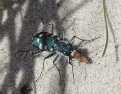 Cicindela maritima