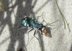 Cicindela maritima