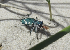 Cicindela maritima