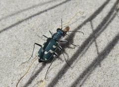 Cicindela maritima