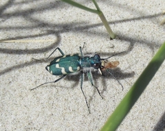 Cicindela maritima
