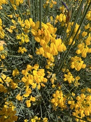 Coronilla juncea