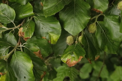 Orchestes fagi