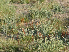 Orobanche litorea