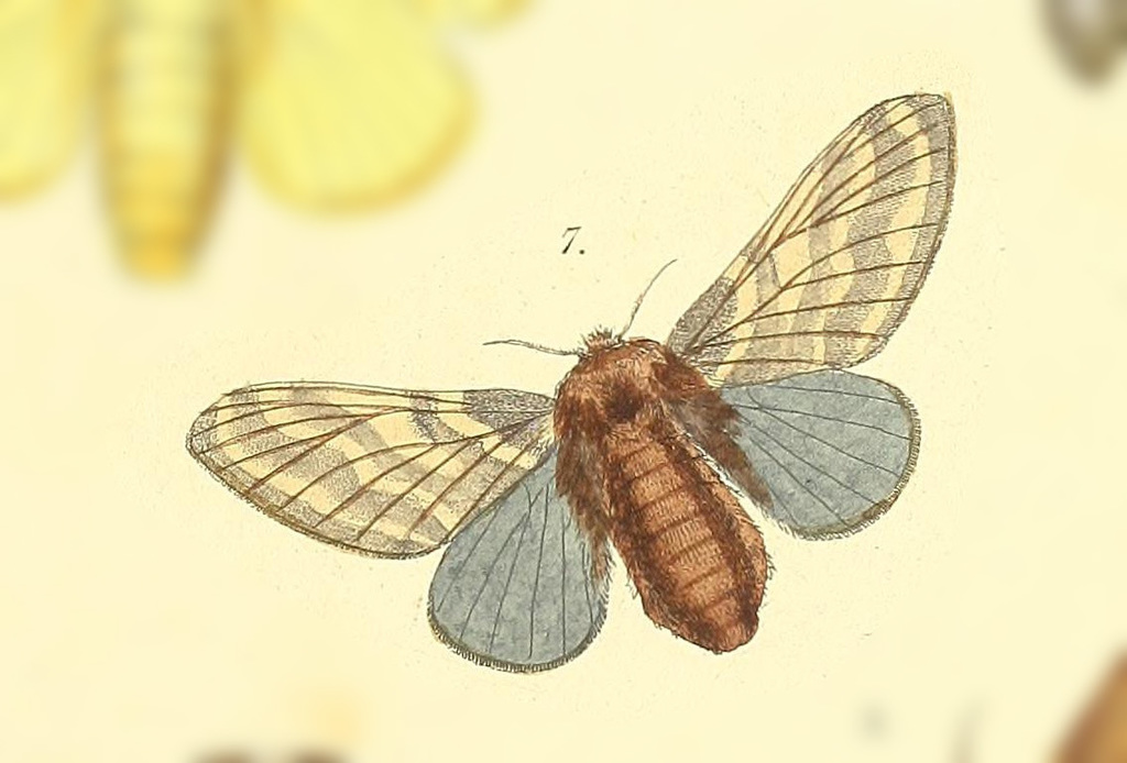 Titya abstersa