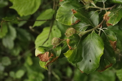Orchestes fagi