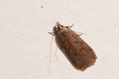 Dichomeris ventrellus