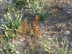 Orobanche litorea