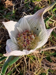 Colchicum melanthoides