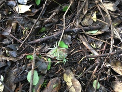 Podocarpus totara