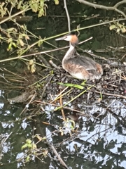 Podiceps cristatus