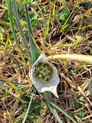 Colchicum melanthoides