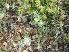 Thymelaea pubescens