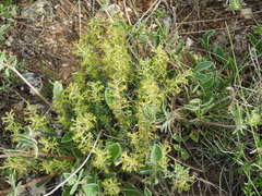 Thymelaea pubescens