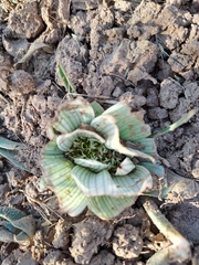 Colchicum melanthoides