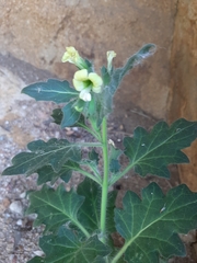 Hyoscyamus albus