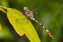 Aphylla angustifolia